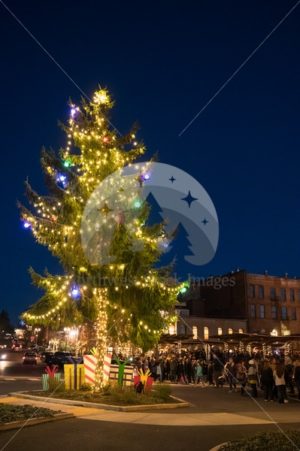 Fairhaven Christmas Tree - Northwest Stock Images