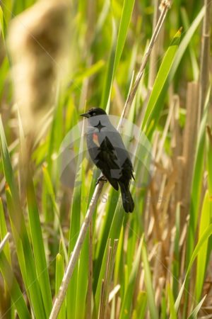 Red-winged Blackbird Scudder Pond (26) - Northwest Stock Images