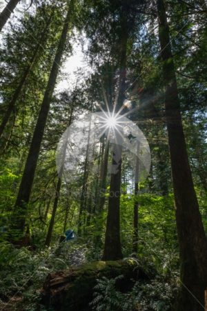 Solar Flare at Rasar State Park (30) - Northwest Stock Images