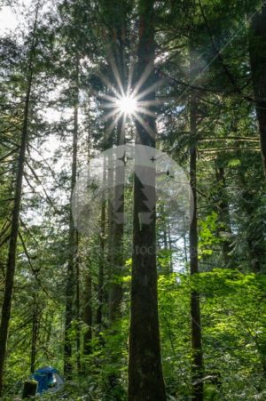 Sun Flare at Rasar State Park - Northwest Stock Images