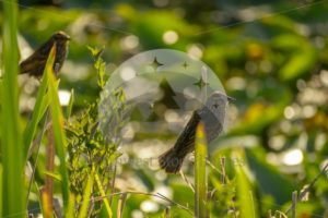 Birds at Scudder Pond (09) - Northwest Stock Images