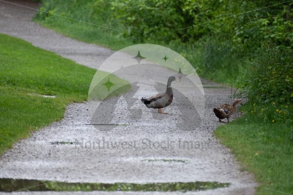 Ducks at Lake Padden - Northwest Stock Images