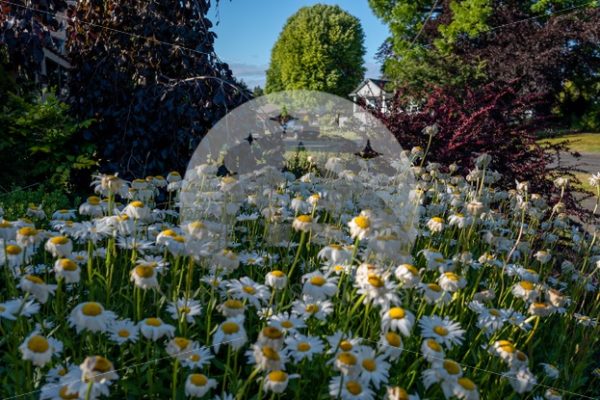 Flowers - Northwest Stock Images