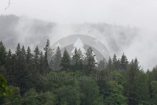 Foggy Lake Padden - Northwest Stock Images