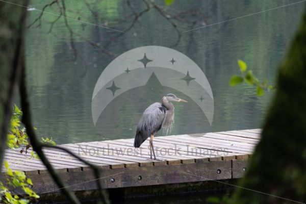 Heron at Lake Padden - Northwest Stock Images