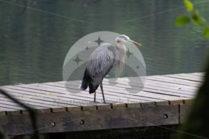 Heron at Lake Padden - Northwest Stock Images