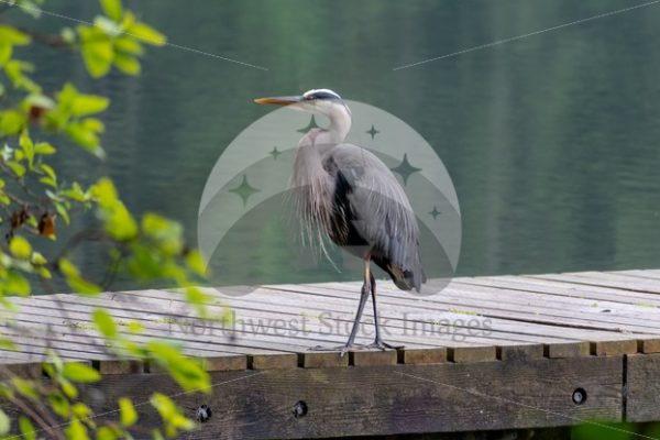 Heron at Lake Padden - Northwest Stock Images