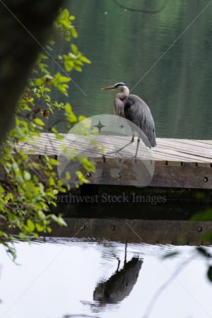 Heron at Lake Padden - Northwest Stock Images