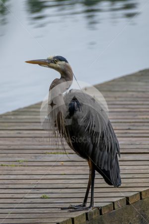 Heron at Lake Padden - Northwest Stock Images