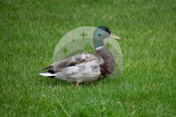 Mallard at Lake Padden - Northwest Stock Images