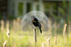 Red-winged Blackbird Scudder Pond (06) - Northwest Stock Images