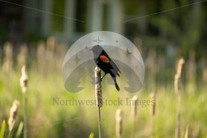 Red-winged Blackbird Scudder Pond (07) - Northwest Stock Images
