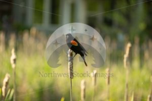 Red-winged Blackbird Scudder Pond (08) - Northwest Stock Images