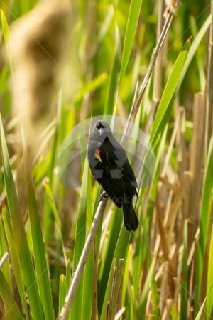 Red-winged Blackbird Scudder Pond (25) - Northwest Stock Images