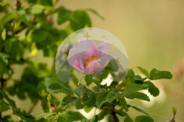 Scudder Pond Flower (27) - Northwest Stock Images