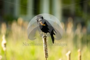 Singing Red-winged Blackbird Scudder Pond (05) - Northwest Stock Images