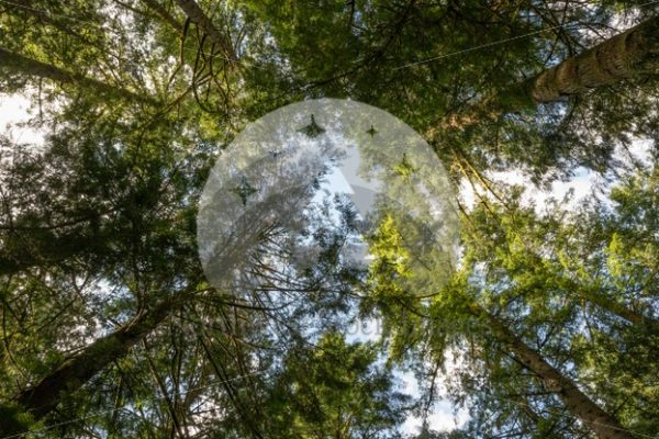 Trees at Rasar State Park - Northwest Stock Images